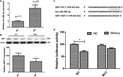 MicroRNA-29b-3p Promotes Human Retinal Microvascular Endothelial Cell Apoptosis via Blocking SIRT1 in Diabetic Retinopathy